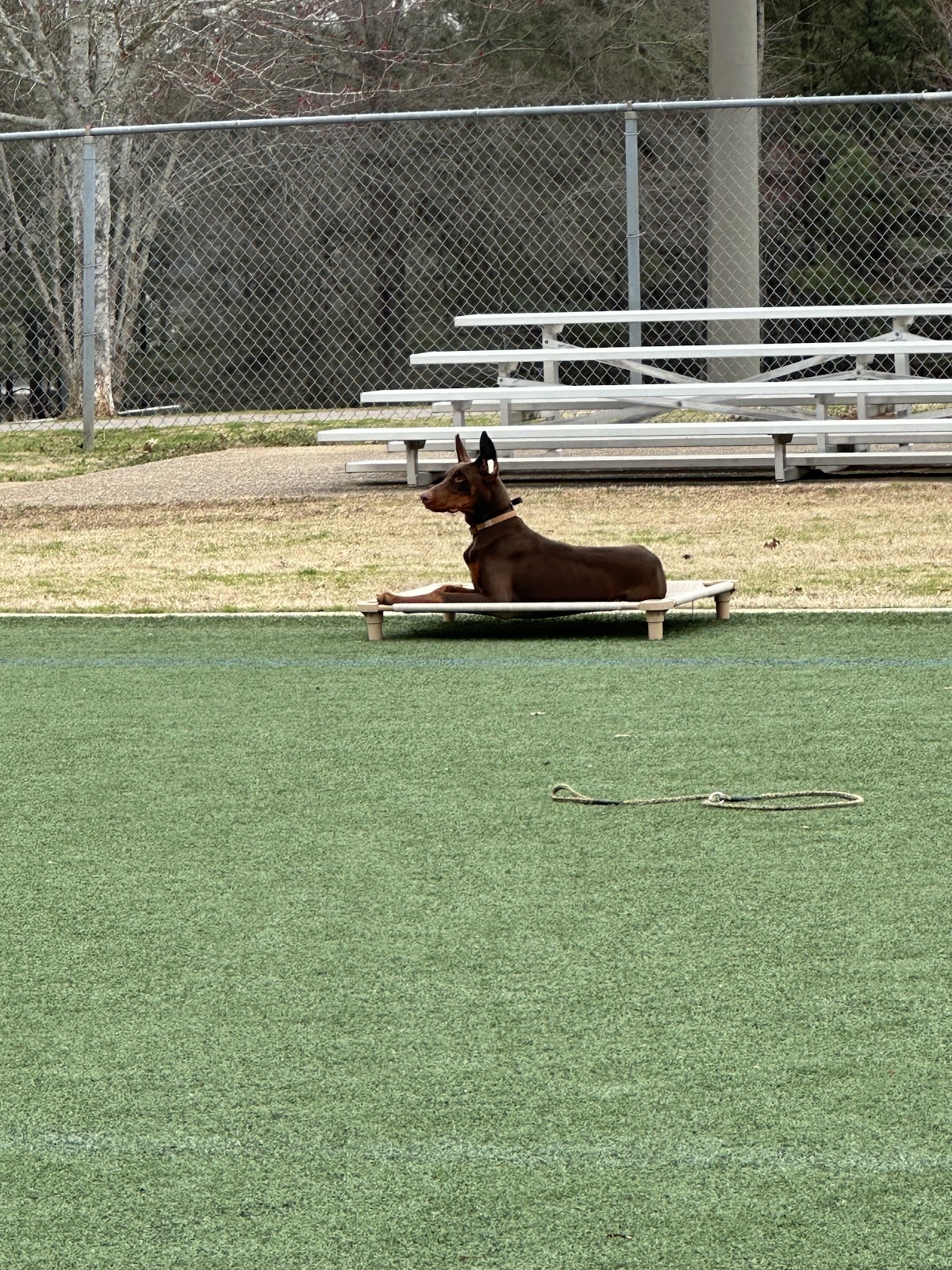 Young Doberman lying on a place cot in the middle of an open sports field