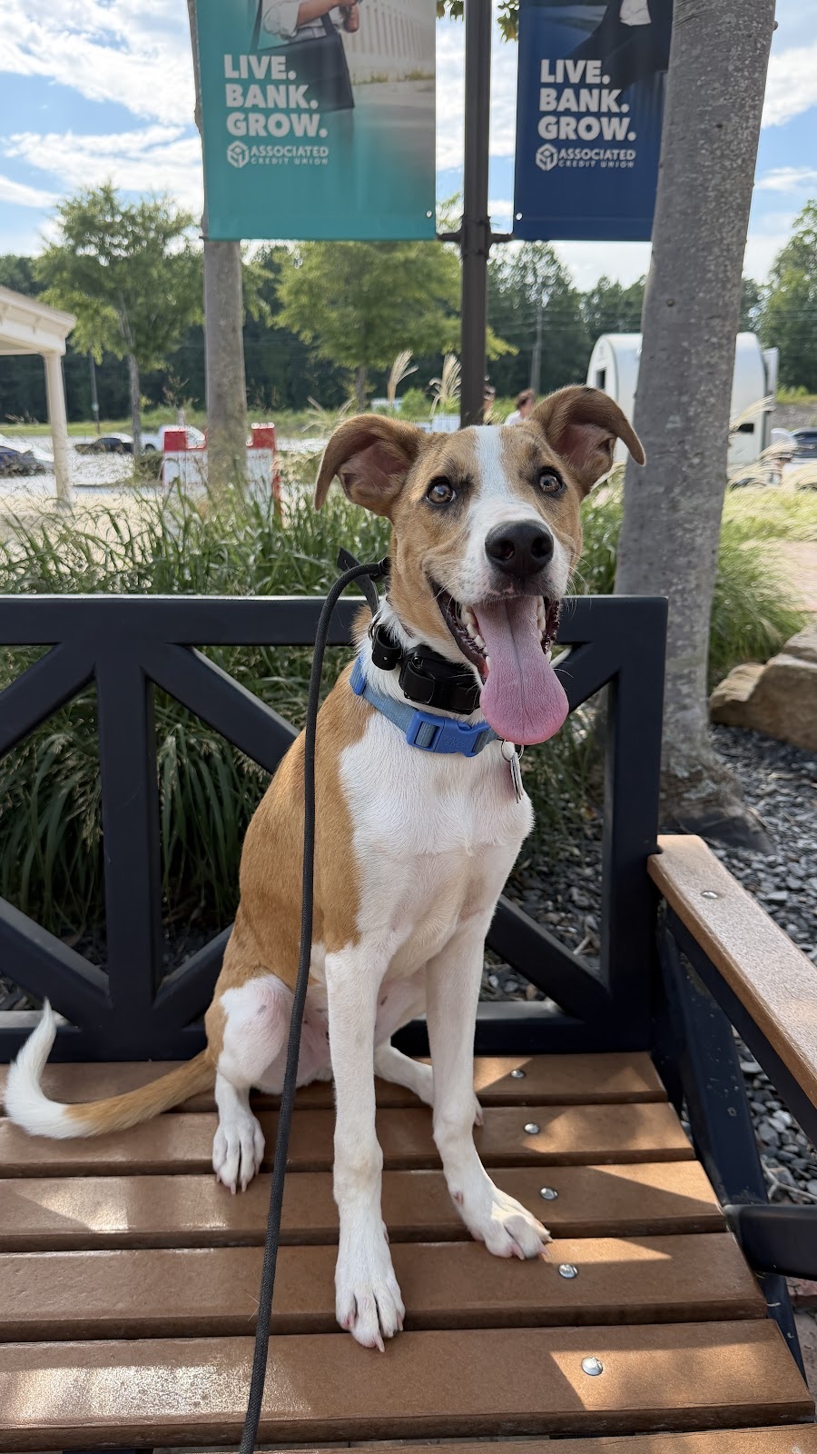 Milo holding a sit on a bench outside a row of shops