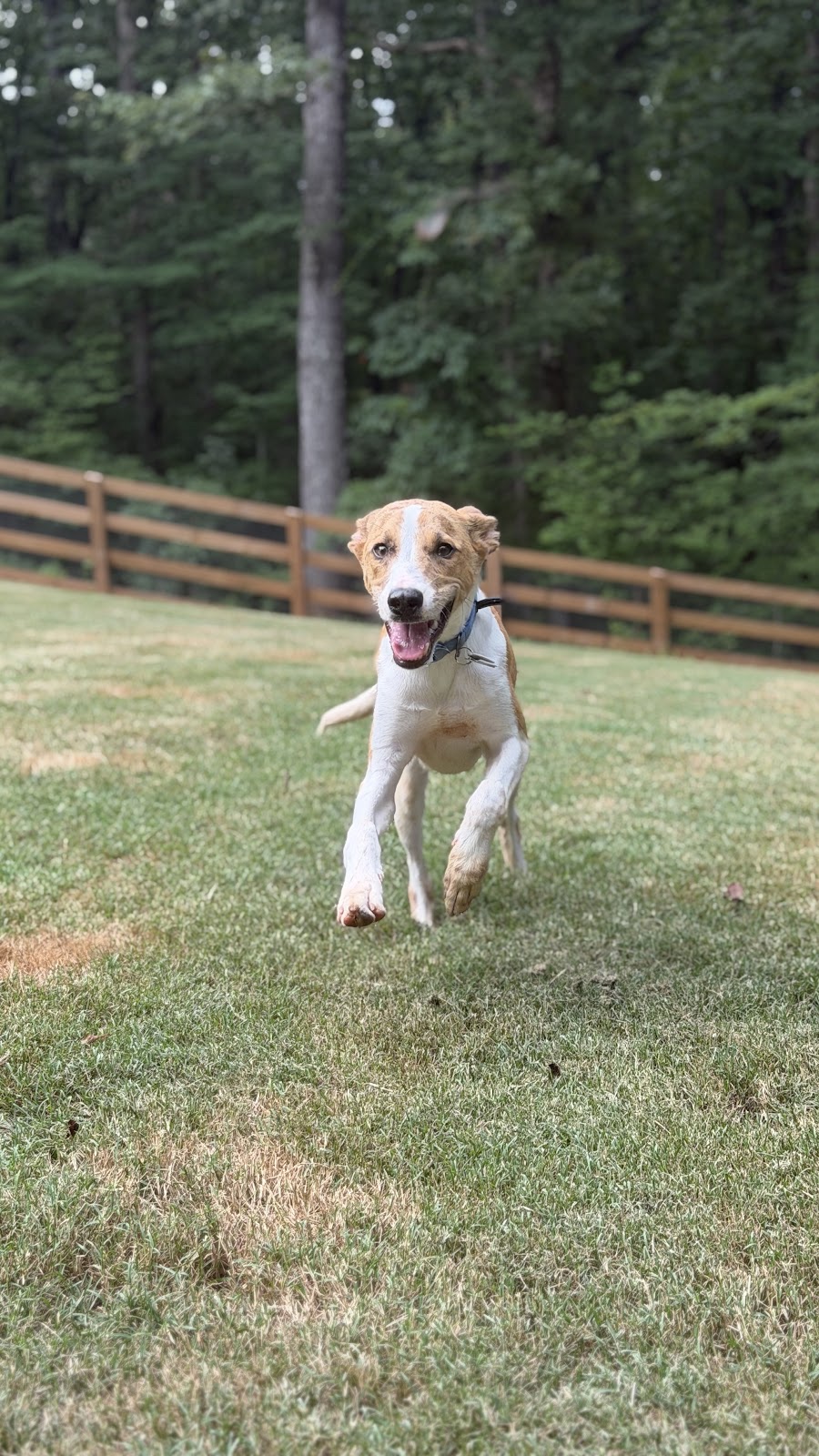 Milo running across a grass field toward the camera