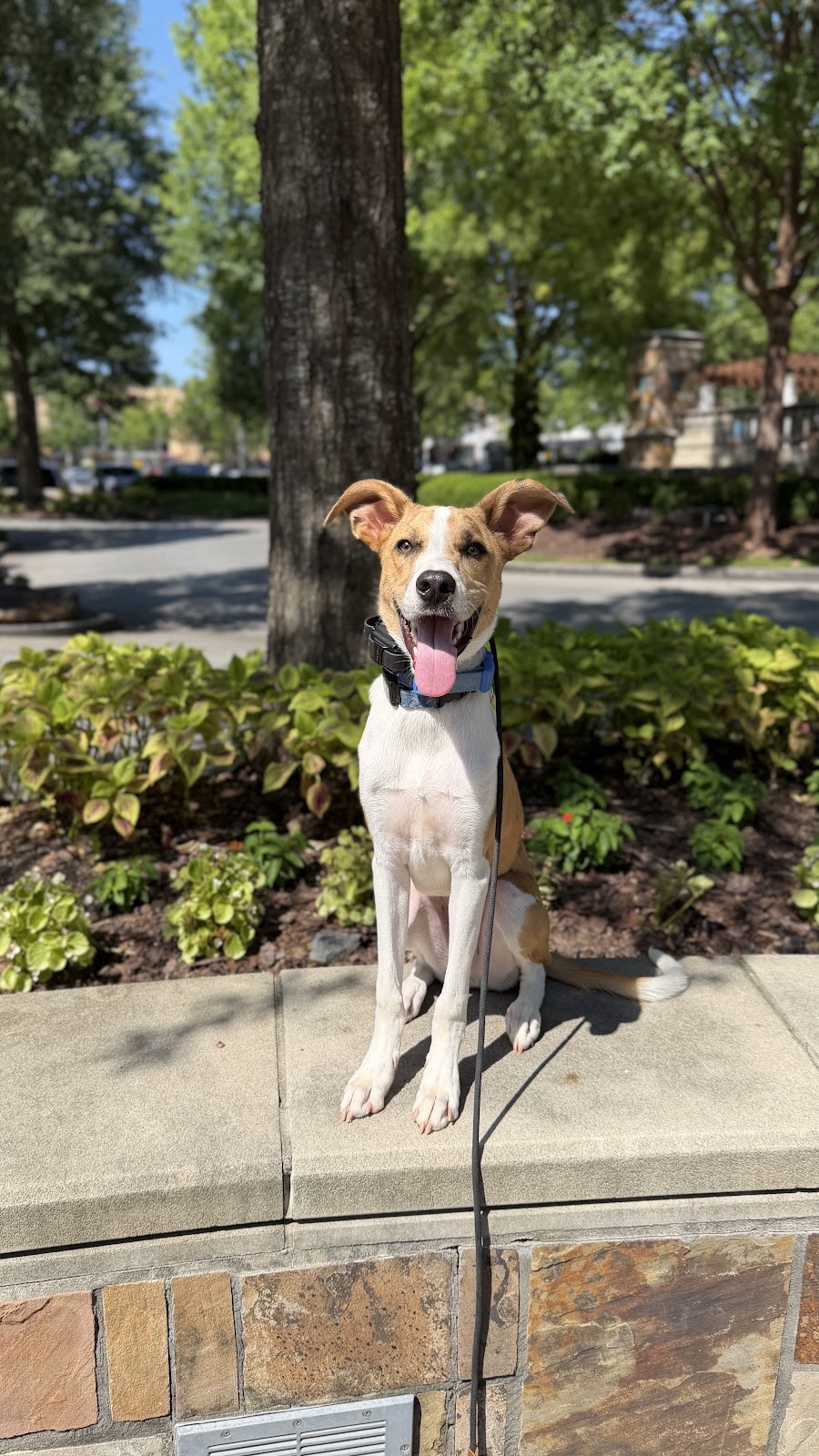 Milo sitting calmly on a stone wall after his board and train with Off Leash K9 Training North Georgia