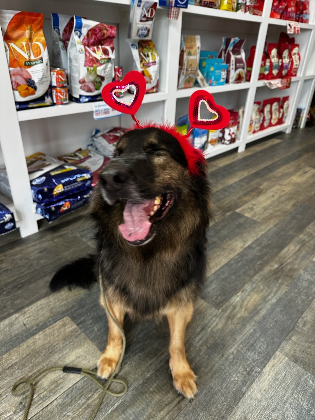 Monty the German Shepherd sitting in a store aisle wearing a heart headband