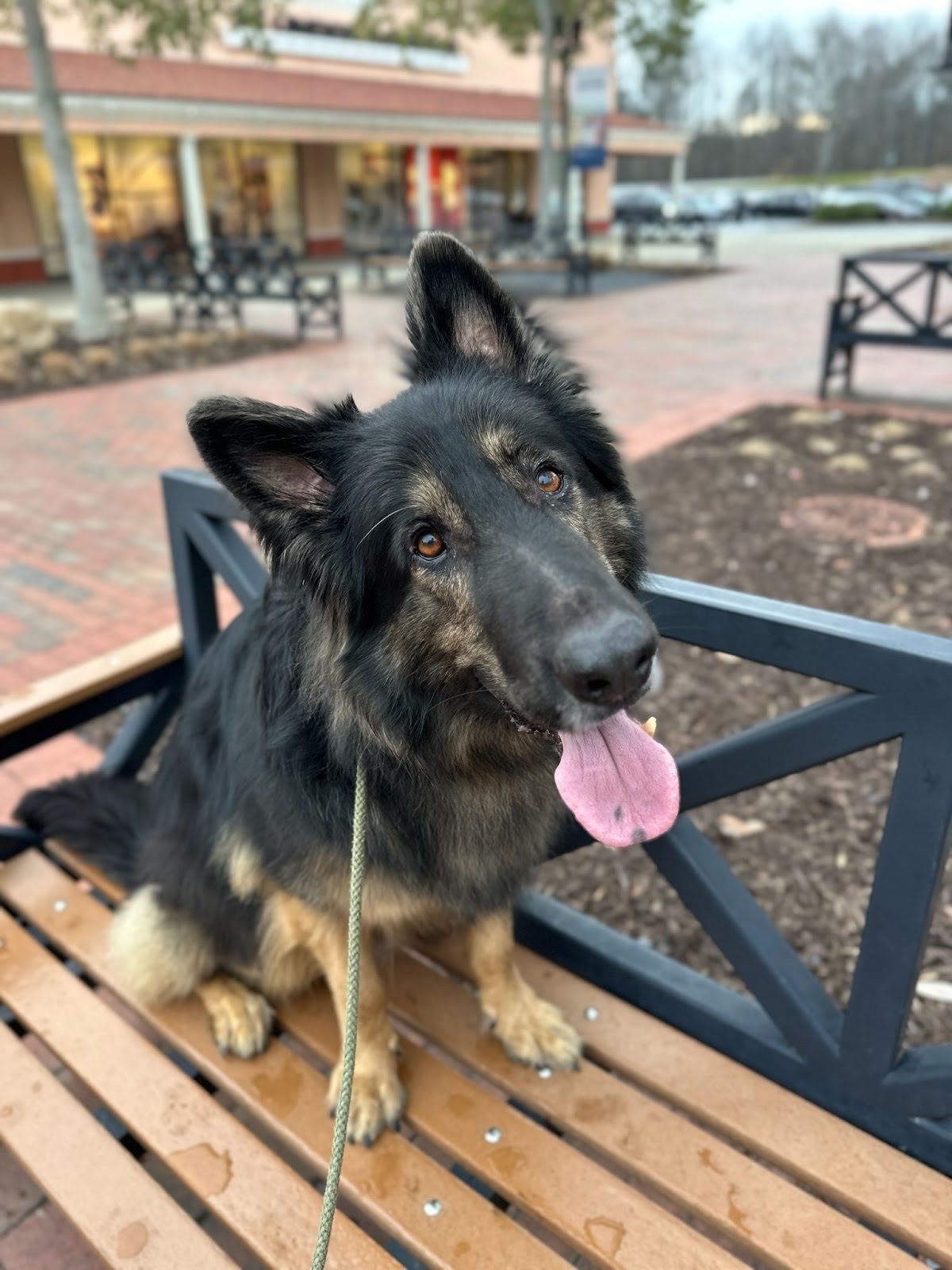 Monty the German Shepherd resting on a bench in a shopping plaza