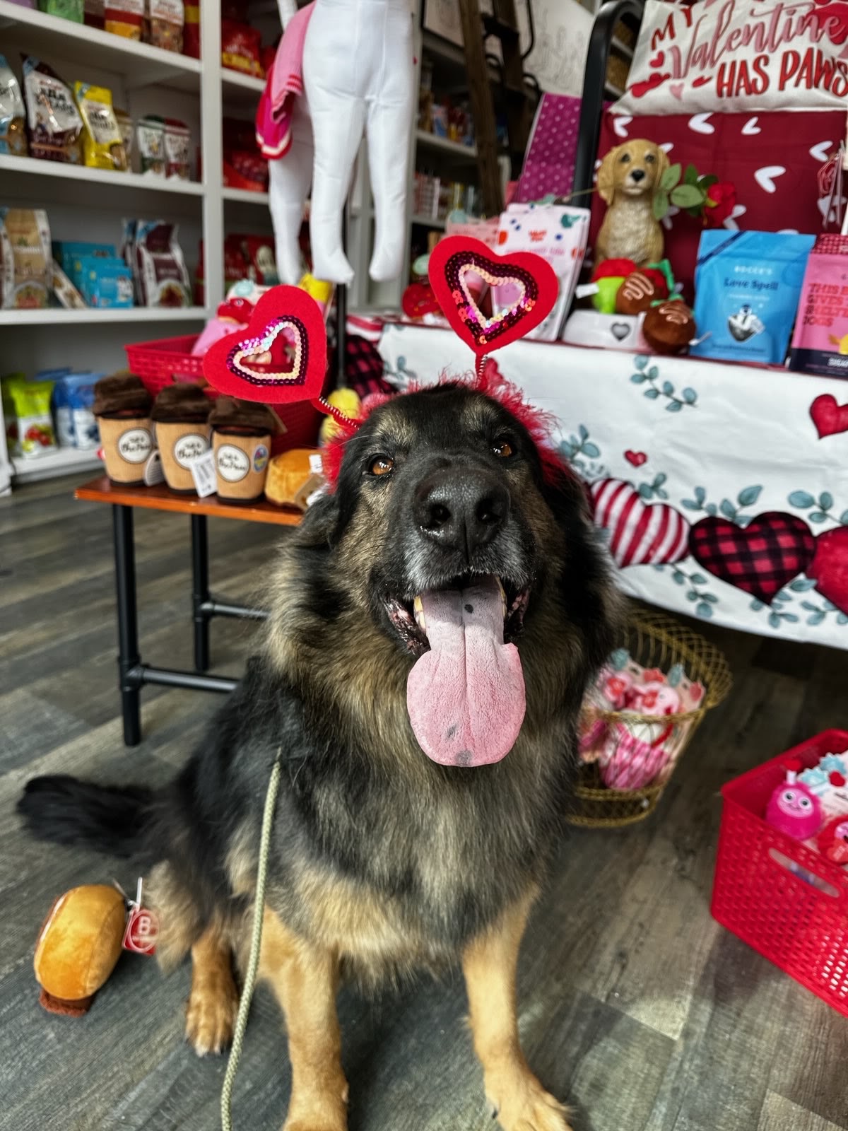 Monty the German Shepherd sitting calmly inside a pet store